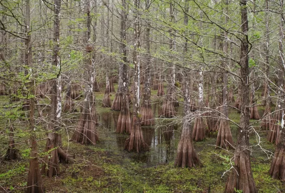 Wooden boardwalk winding through a lush, green swamp forest.