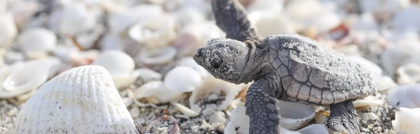 Baby sea turtle on beach