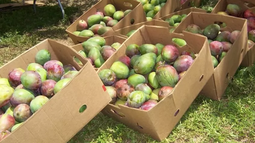 boxes of Mango