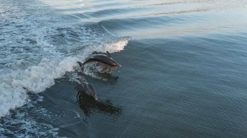 dolphin cruise