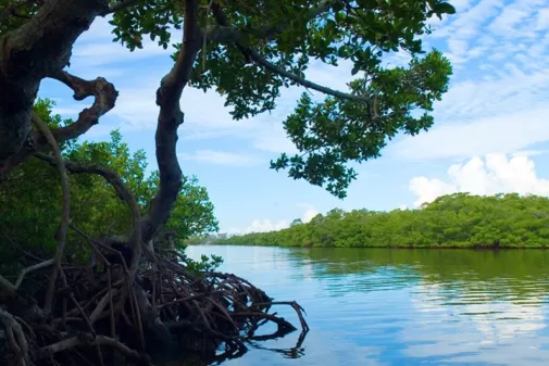 mangrove
