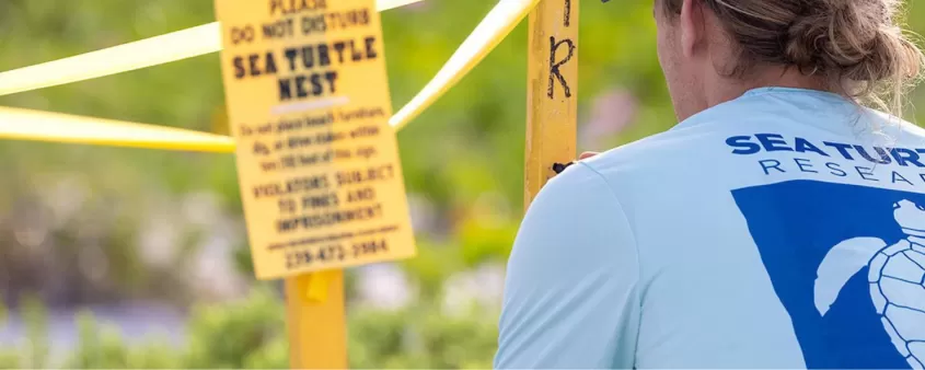 sea turtle nesting season safety tips